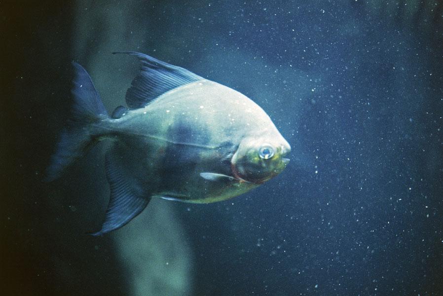 piranha dal ventre rosso