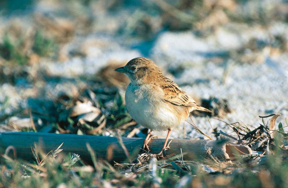 Stark's Lark Nesting