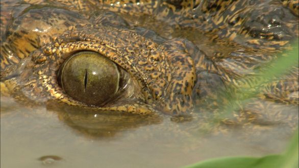 L'occhio del Coccodrillo del Nilo Particolare di un occhio del Coccodrillo del Nilo