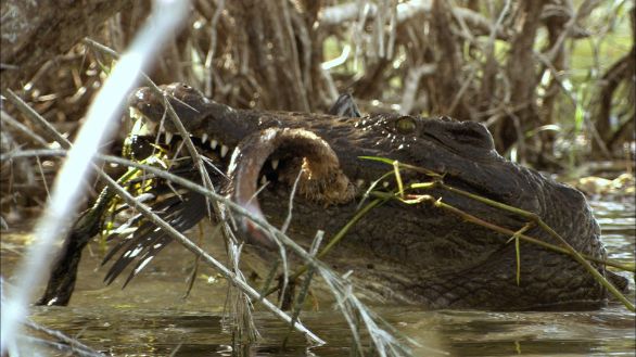 Un Coccodrillo del Nilo e la sua preda Particolare del momento di caccia di un Coccodrillo del Nilo