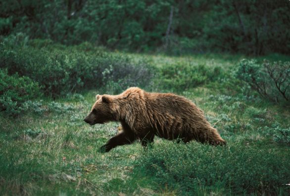 Orso Grizzly che corre ZOOLOGIA: URSIDI - ORSO GRIZZLY. ALASKA PARCO NAZIONALE DEL MONTE MC KINLEY 