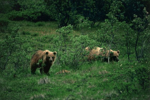Due Orsi Grizzly nel loro habitat Zoologia - Ursidi - Orso Grizzly (Ursus arctos horribilis). Alaska