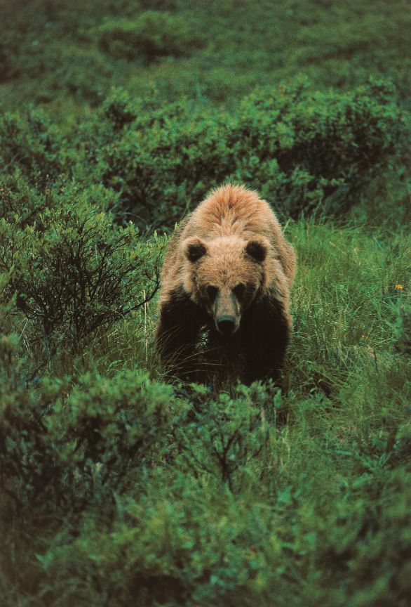 Orso Grizzly: primo piano Zoologia - Ursidi - Orso Grizzly (Ursus arctos horribilis). Alaska
