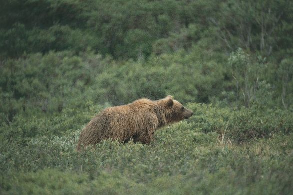 Un Orso Grizzly che scruta il territorio circostante Zoologia - Ursidi - Orso Grizzly (Ursus arctos horribilis)