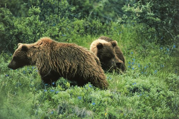 Due Orsi Grizzly vagano nella foresta ZOOLOGIA: URSIDI ORSI GRIZZLY ALASKA 