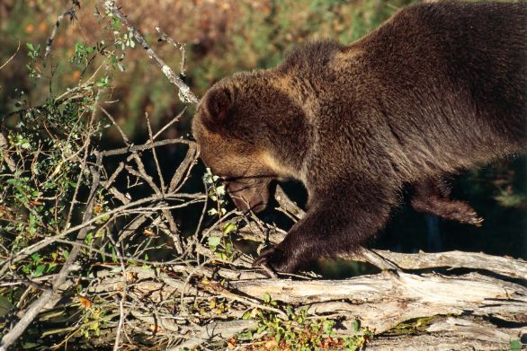 Cucciolo di Orso Grizzly Zoologia - Ursidi - Orso Grizzly (Ursus arctos horribilis) sorpreso a cibarsi di pere selvatiche. Stati Uniti - Montana. Glacier National Park 