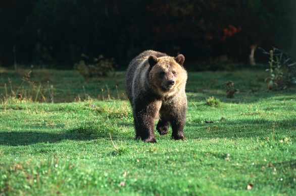 L'imponente portamento dell'Orso Grizzly Zoologia - Ursidi - Orso Grizzly (Ursus arctos horribilis). Stati Uniti - Montana. Glacier National Park 