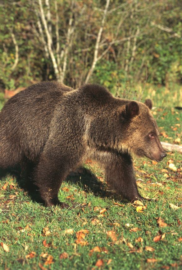 Il profilo dell'Orso Grizzly Zoologia - Ursidi - Orso Grizzly (Ursus arctos horribilis). Stati Uniti - Montana. Glacier National Park