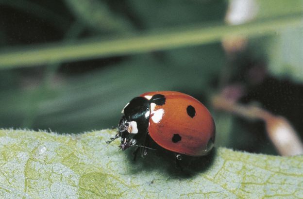 LINEA COCCINELLA-FORMELLA DA APPENDERE