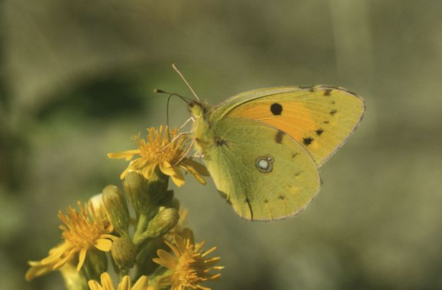 Colias-crocea