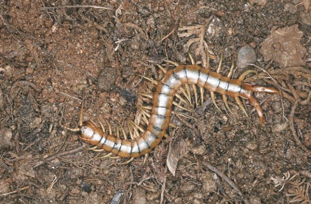 Scolopendra