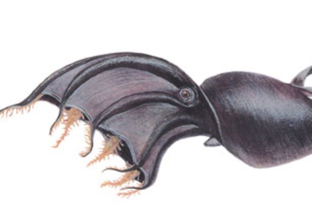 Vampyroteuthis-infernalis