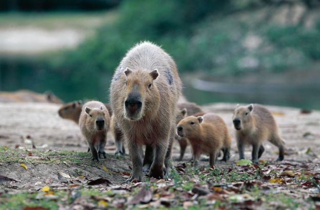 Capibara