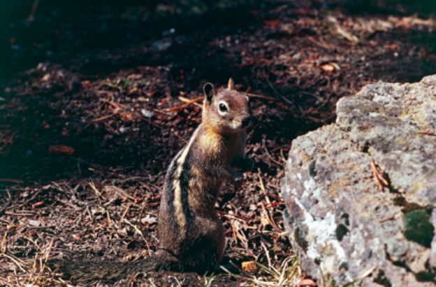 Chipmunk