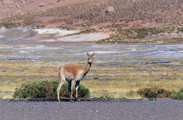 Guanaco