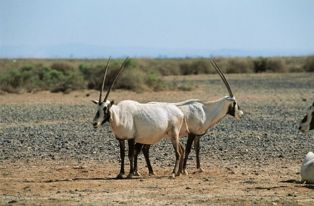 Oryx-leucoryx