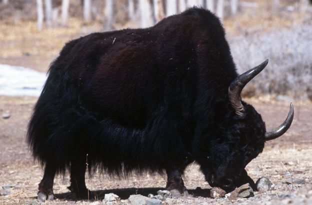 Yak