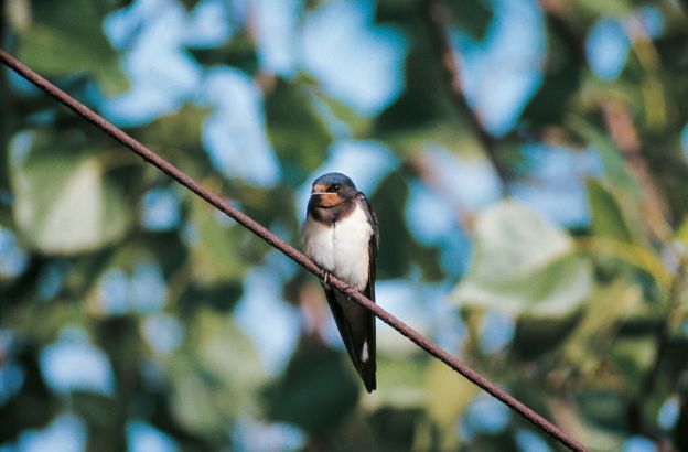 Hirundo-rustica