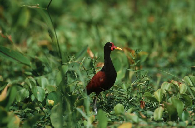 Jacana-spinosa