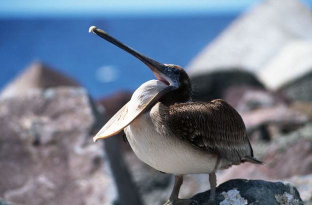 Pelecanus-occidentalis