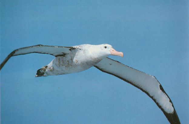 albatro-utlatore
