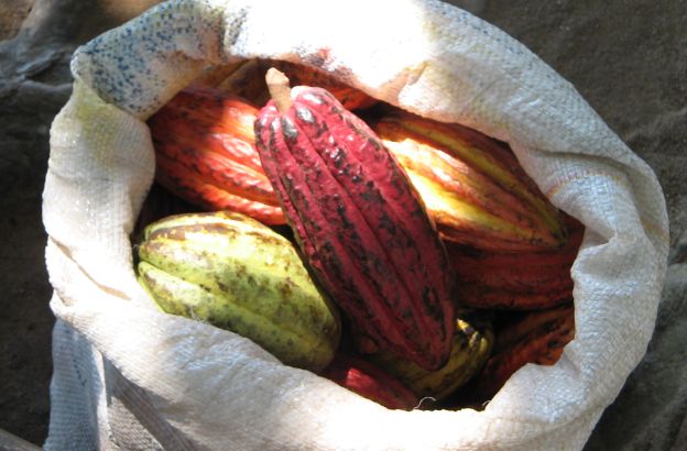 cacao