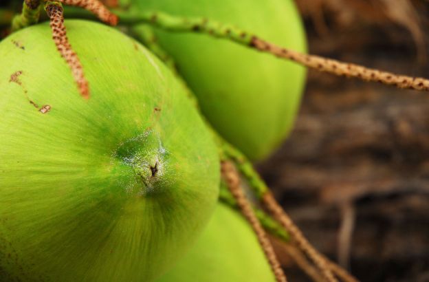 cocos-nucifera