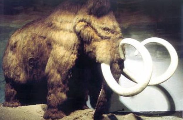 mammut1