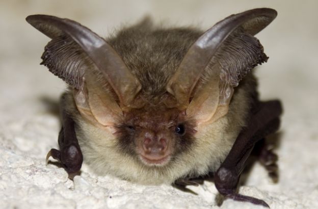 pipistrello